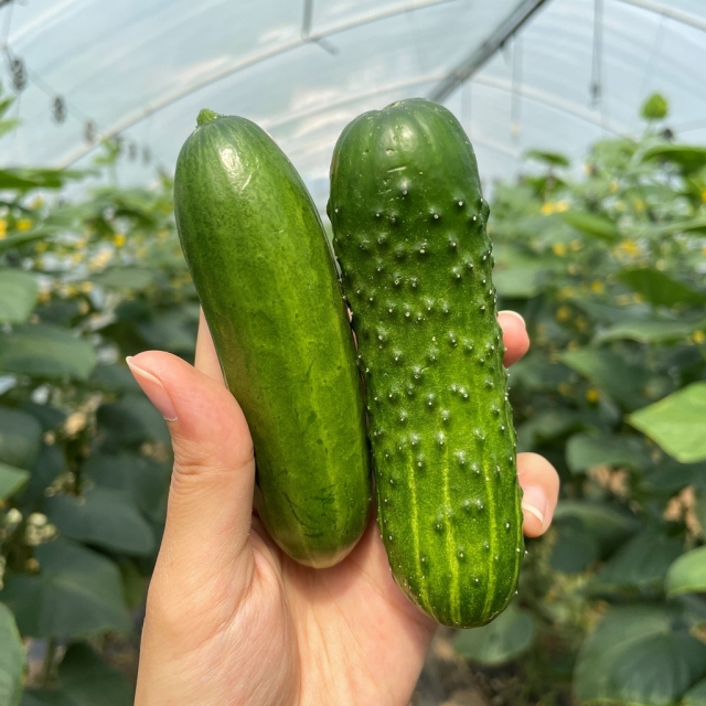 국내산 아삭아삭 미니오이 2kg