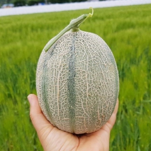 산지직송 고당도 칸탈로프메론