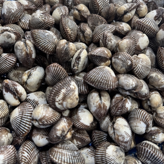 벌교 여자만 새꼬막 3kg(300미 내외)