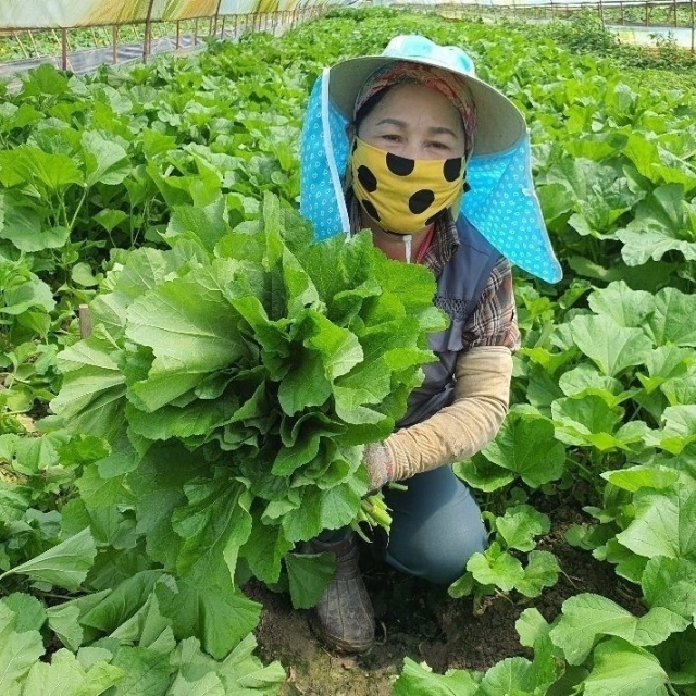 정겨운 시골의맛 국내산 아욱