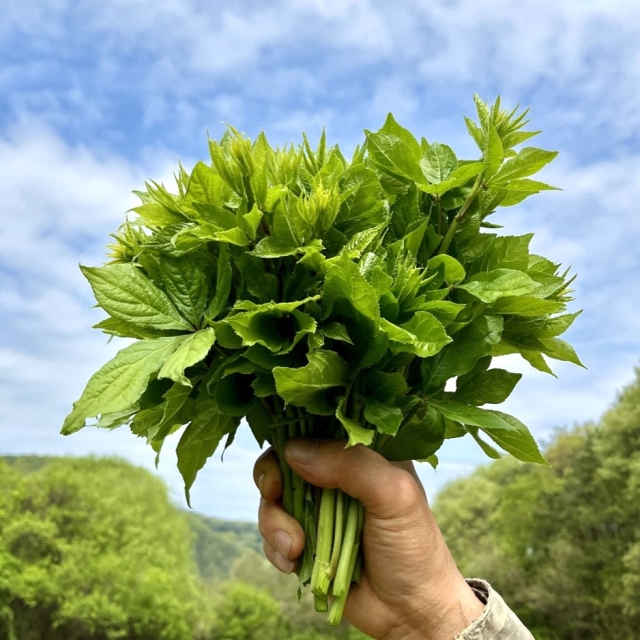 약이되는 오가피순 500g 1kg