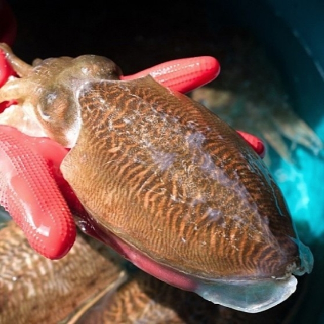국내산 특대 생물 갑오징어 1kg(2~4미)