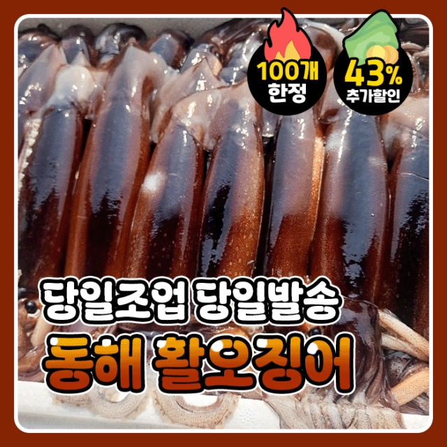 [일주일특가] 동해안 생물 활오징어 5미